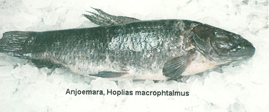 Hoplias Macrophtalmus