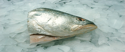 Kandra Fish Head